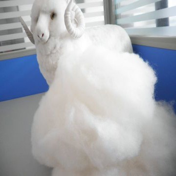 白中白 山羊绒